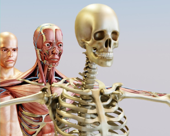 What Is Musculoskeletal Health And Wellness
